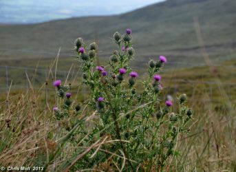 Kerry, Irland (anklicken zum Vergössern)