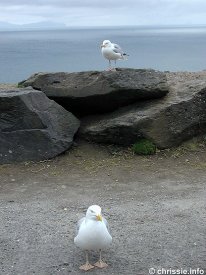 Pictures of Kerry, Ireland (click to enlarge) - Bilder aus Kerry, Irland: Dingle