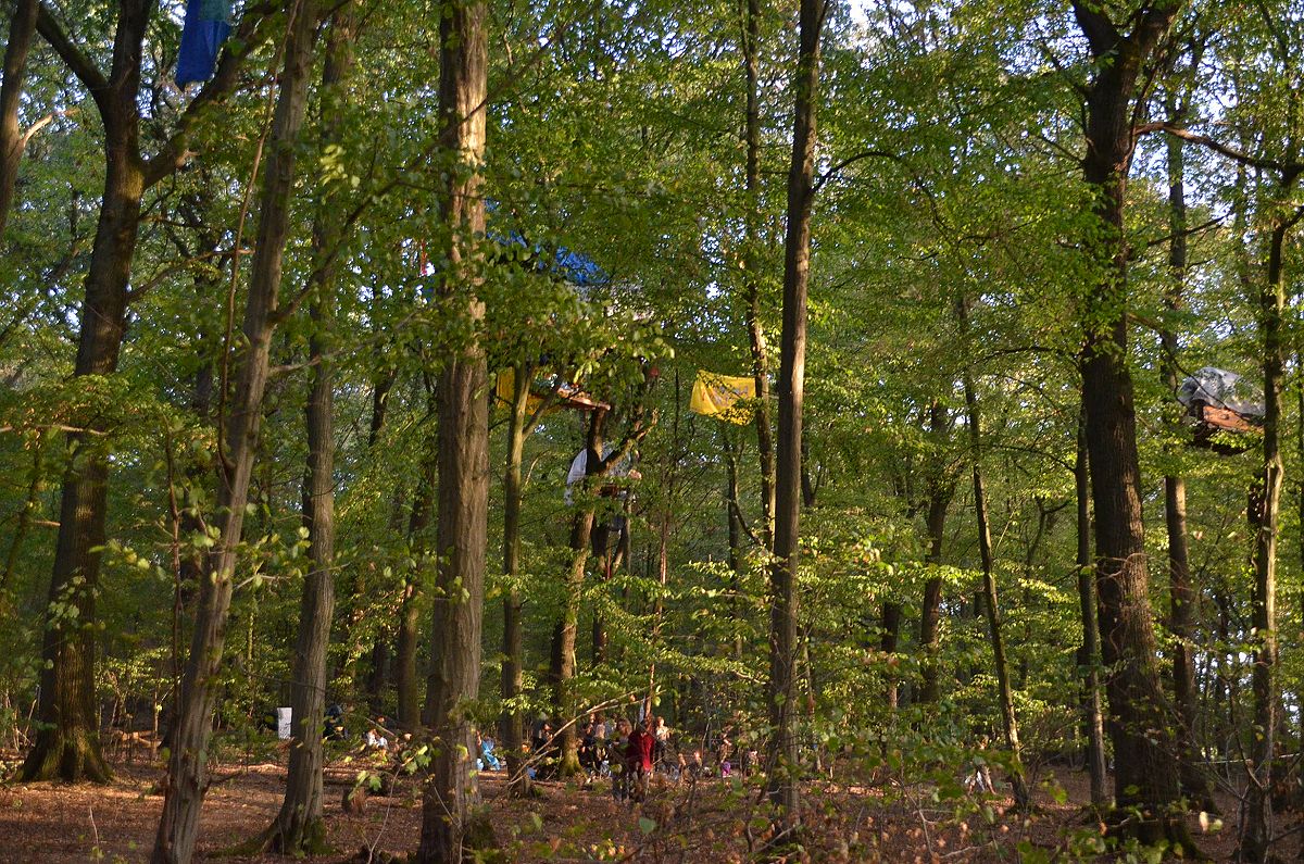 Fr immer verloren: der ber 1000 Jahre alte Hambacher Forst