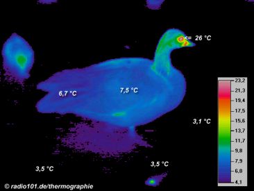 Thermographie / Wärmebild: Ente